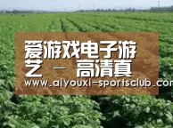 种植基地五(图1)